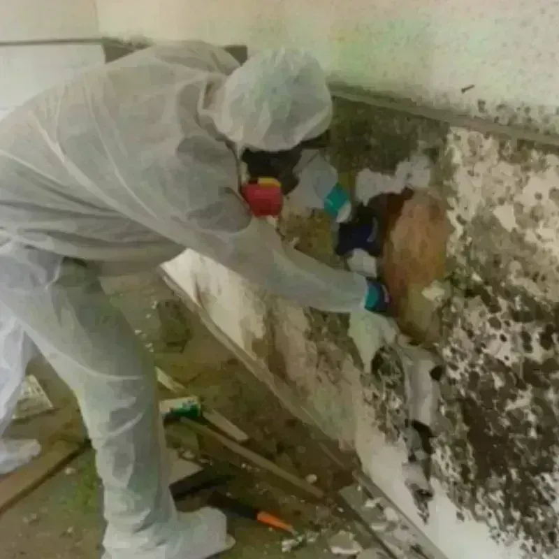 Mold Remediation and Removal in Broome County, NY